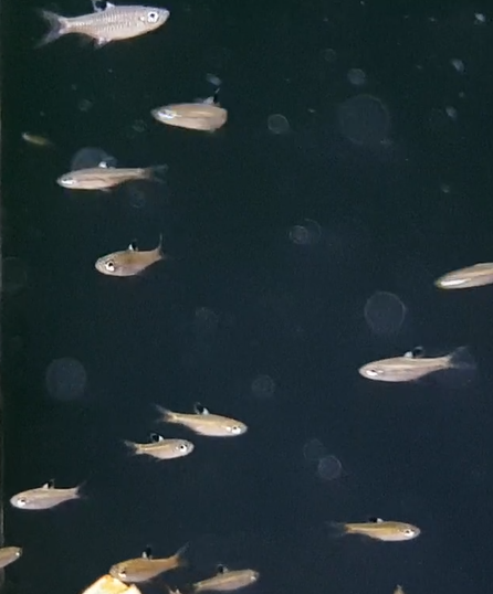 Emerald eyed rasbora - Brevibora dosiocellata