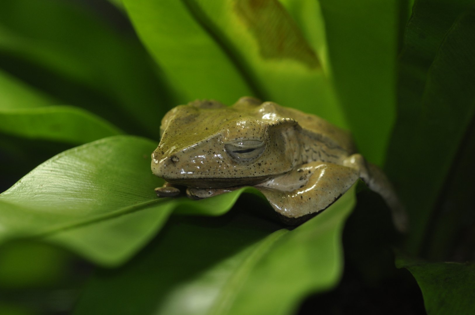 Emerald-eyed tree frog (Boana crepitans)