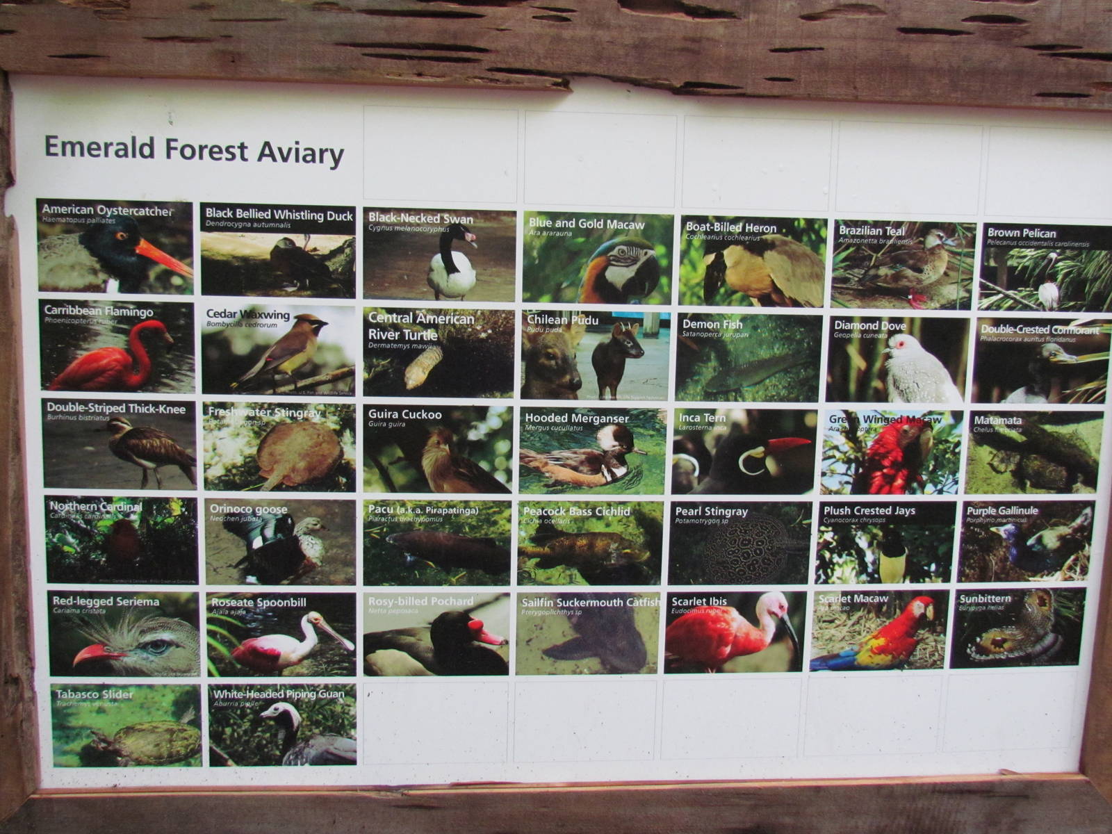 Emerald Forest Aviary Birds