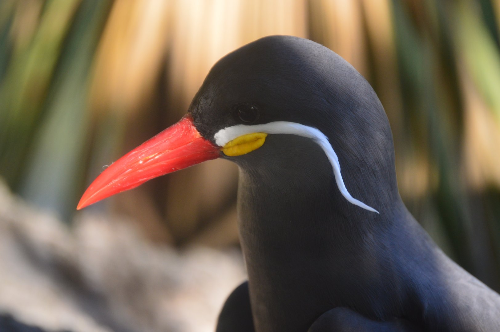 Emerald Forest Aviary - Inca Tern