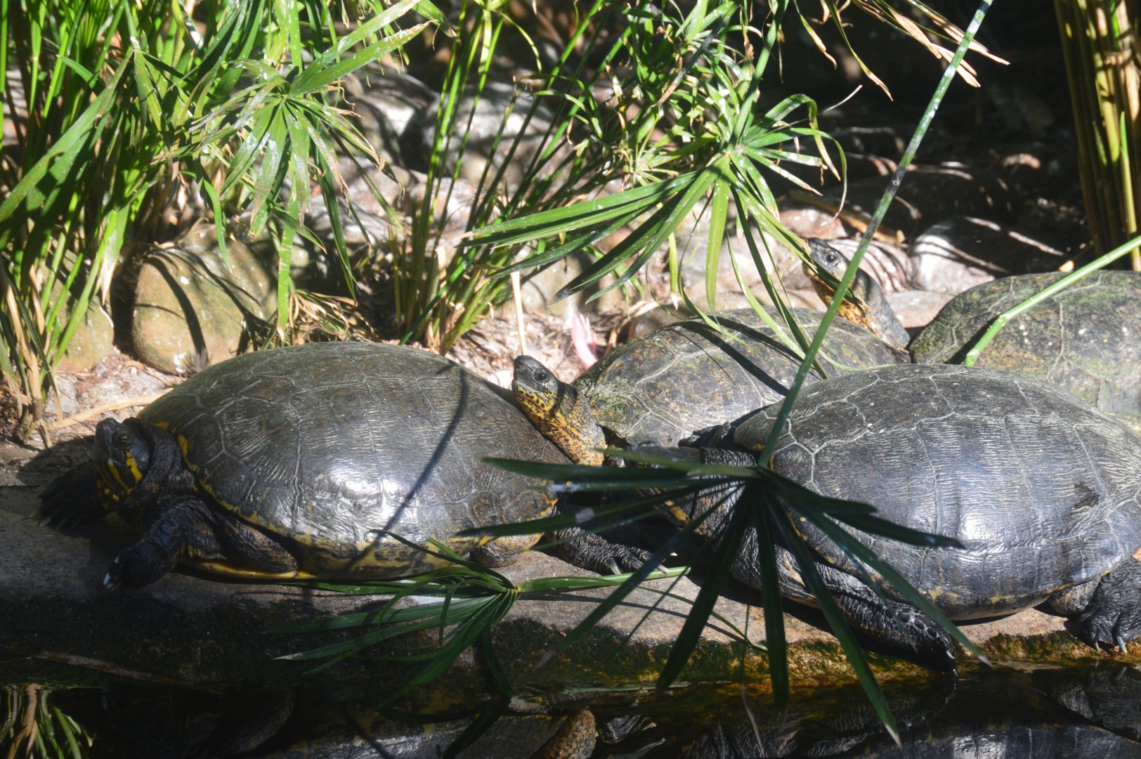 Emerald Forest Aviary - Mesoamerican Slider/Central American River Turtle