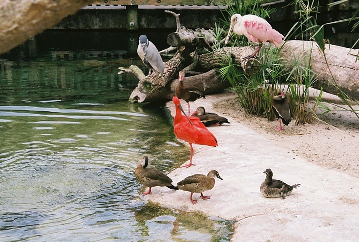 Emerald Forest Aviary