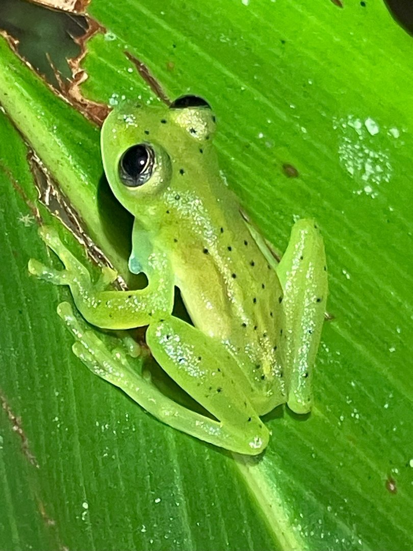 Emerald Glass Frog