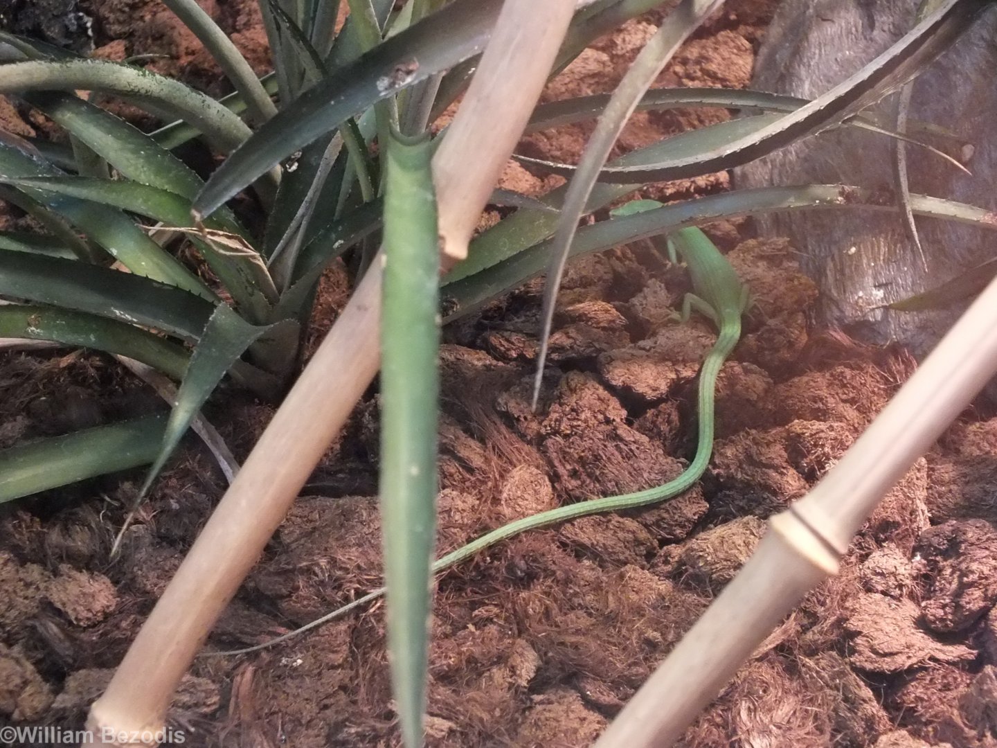 Emerald Glass Lizard Showing Extremely Long Tail - Wroclaw Zoo Terrarium