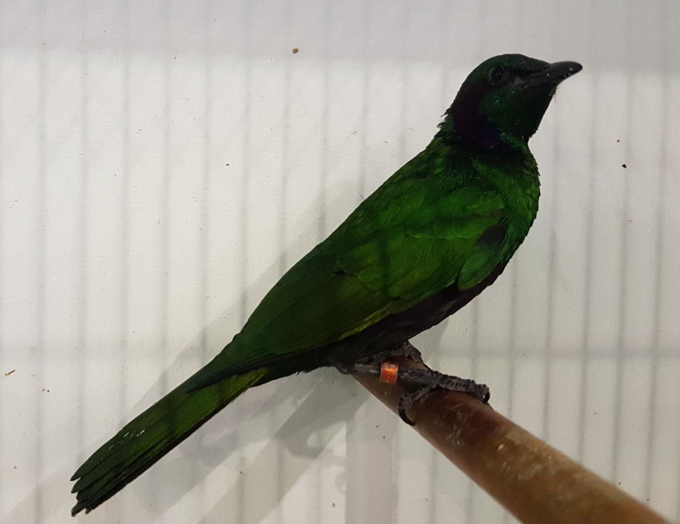 Emerald glossy starling - Lamprotornis iris