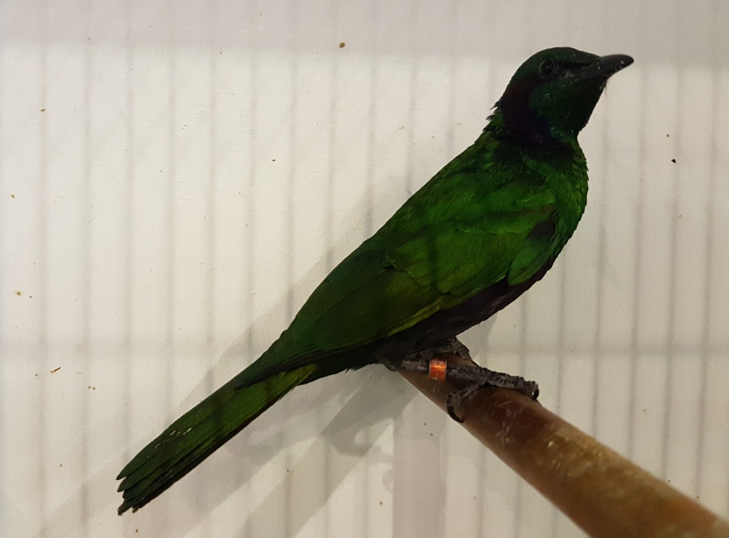 Emerald glossy starling