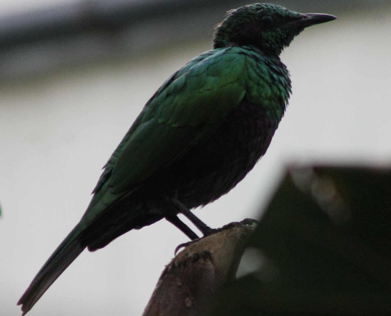 Emerald glossy starling