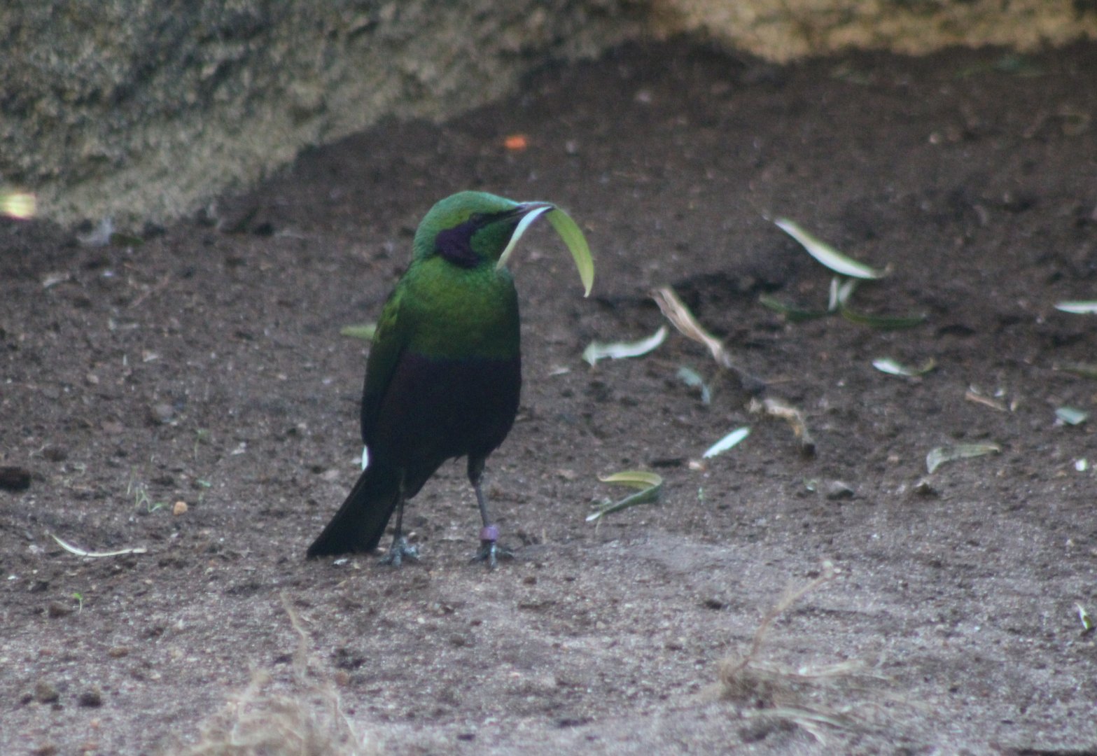 Emerald glossy starling