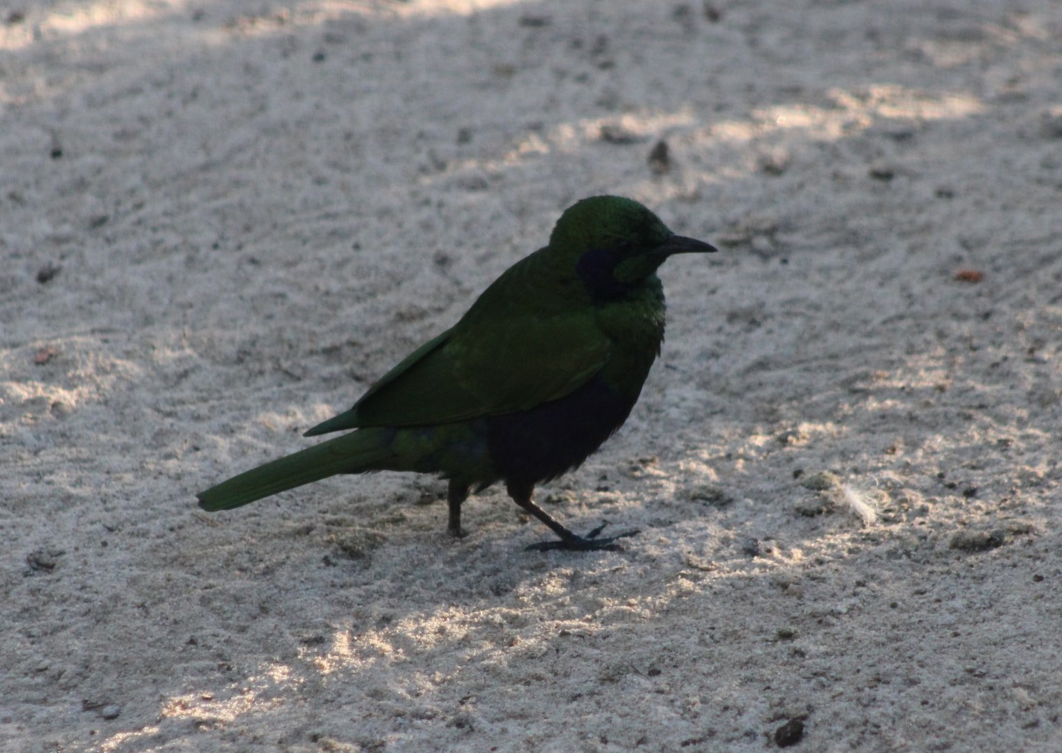 Emerald glossy starling