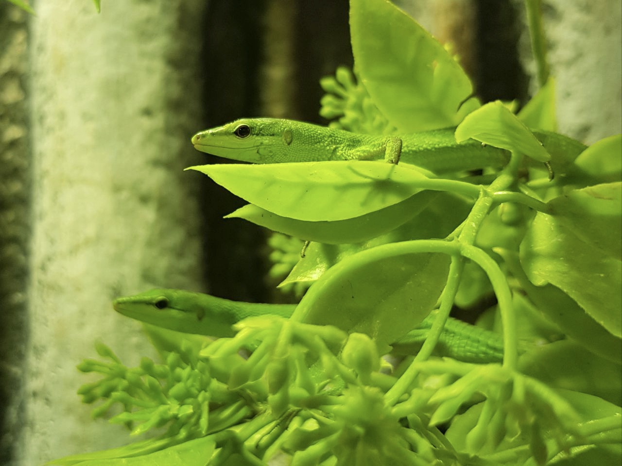 Emerald grass lizards ( )