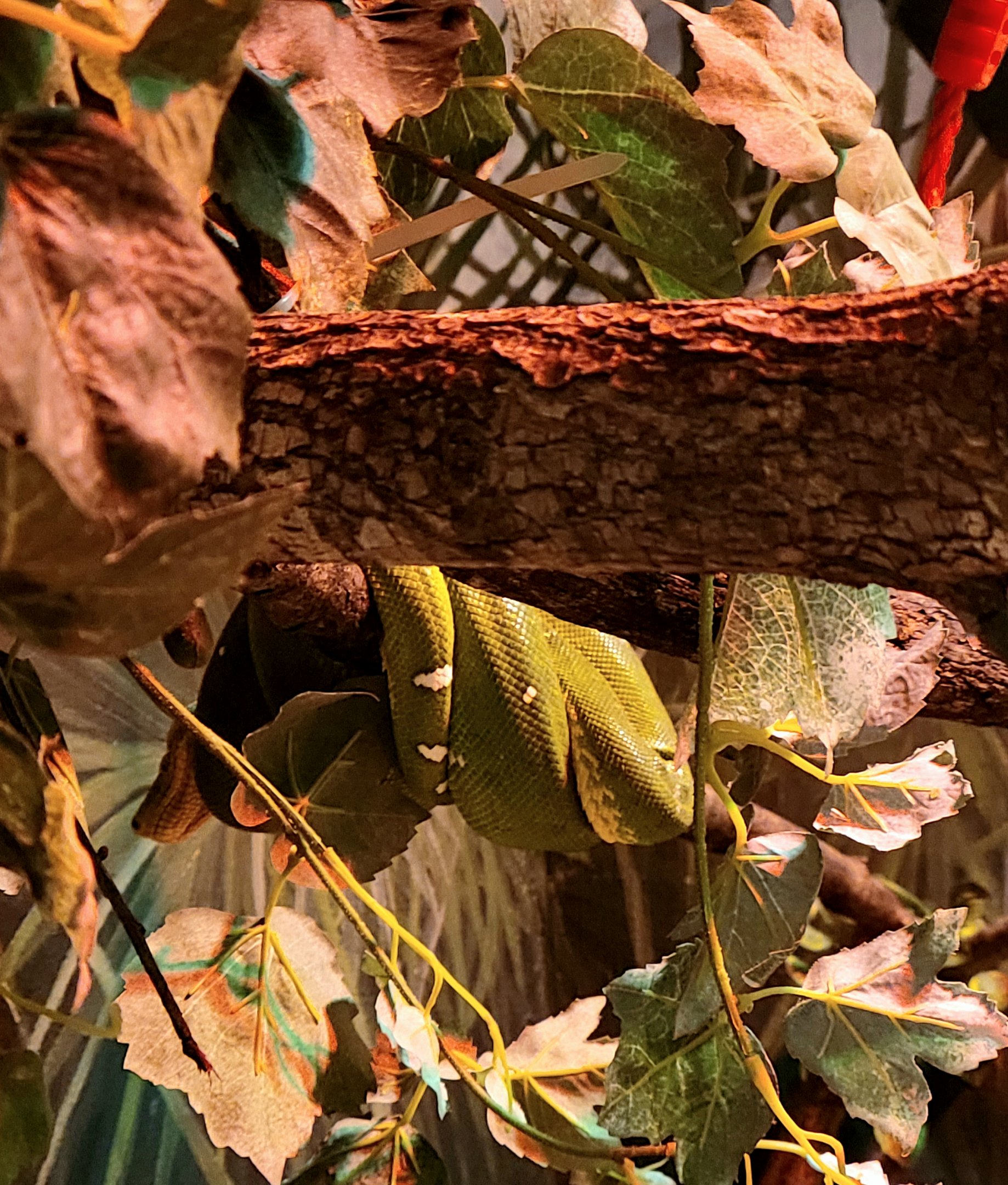 Emerald Green Tree Boa