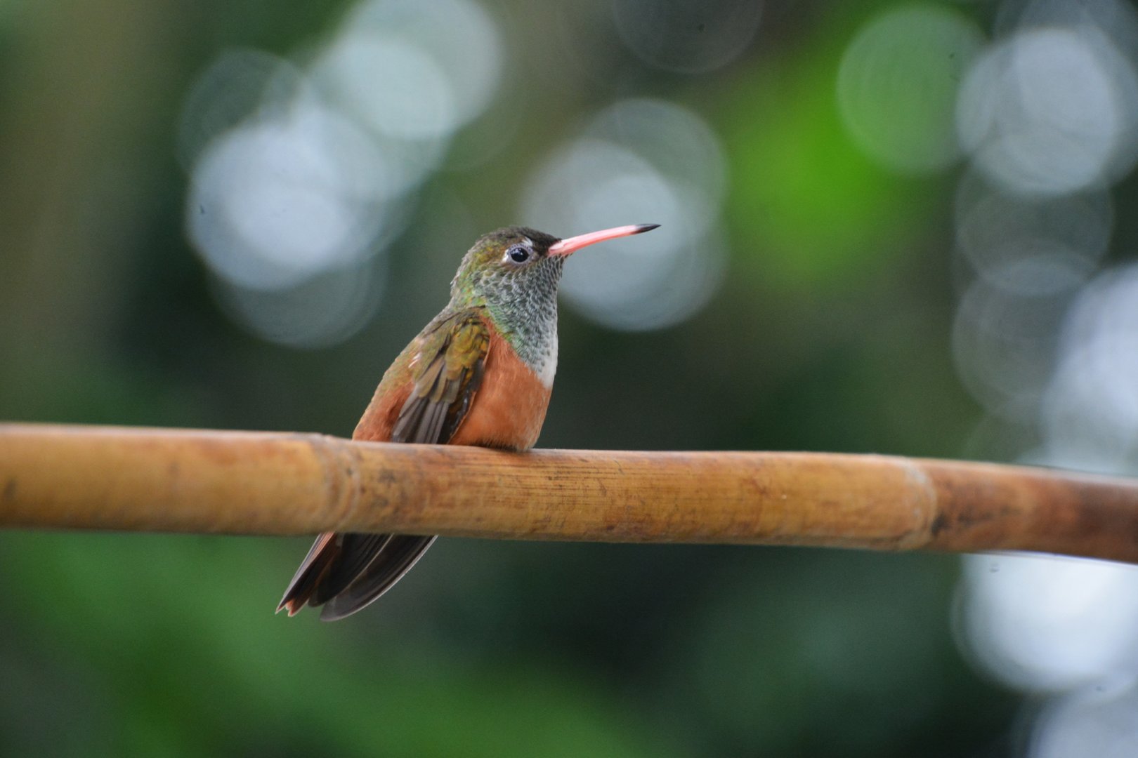Emerald hummingbird (Amazilia amazilia amazilia)