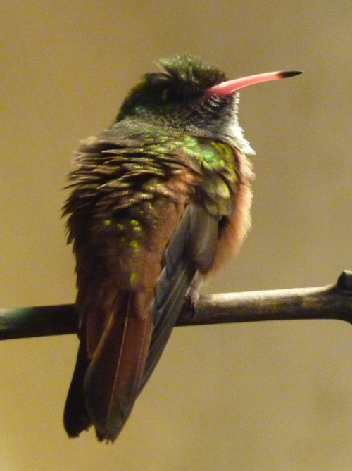 Emerald hummingbird (Amazilia amazilia)