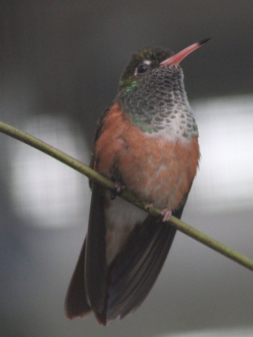 Emerald hummingbird - Amazilia amazilia