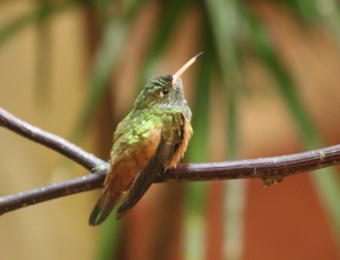 Emerald hummingbird - Amazilia amazilia