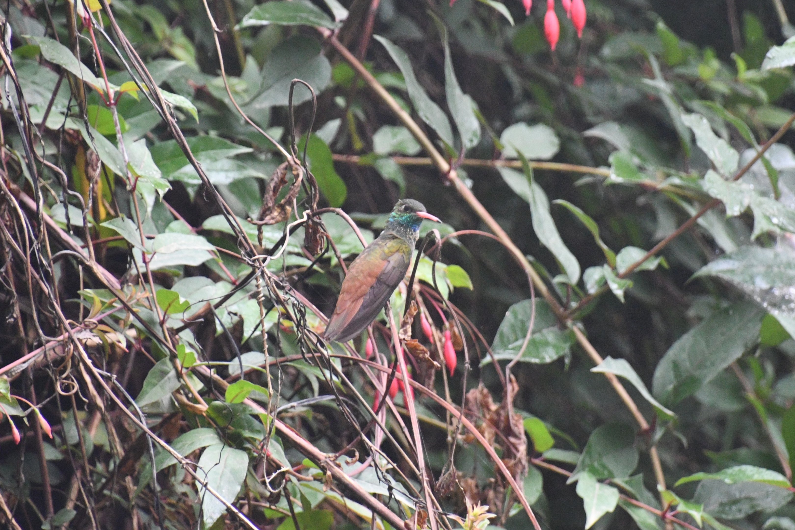 Emerald Hummingbird (Amazilia amazilia)