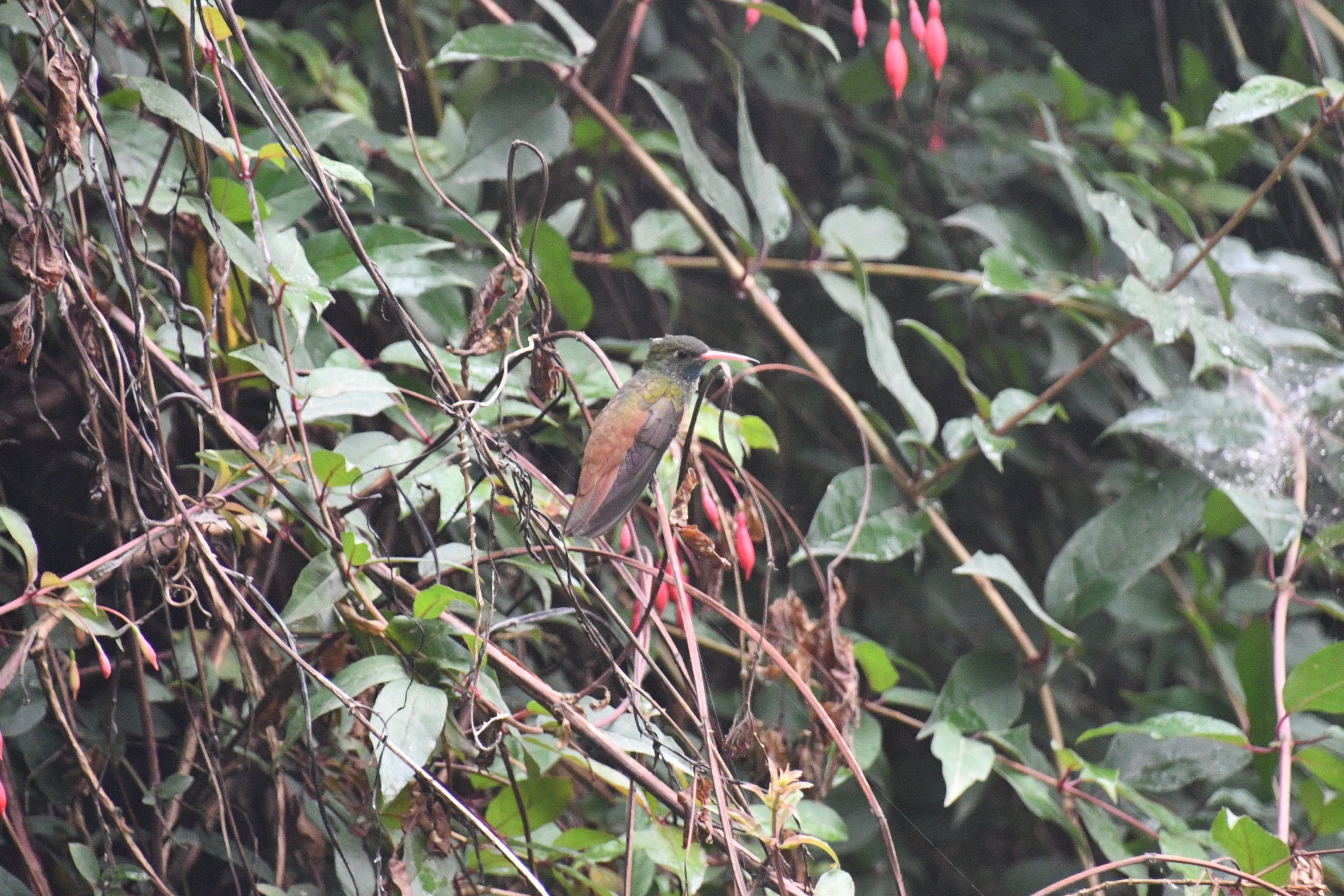 Emerald Hummingbird (Amazilia amazilia)