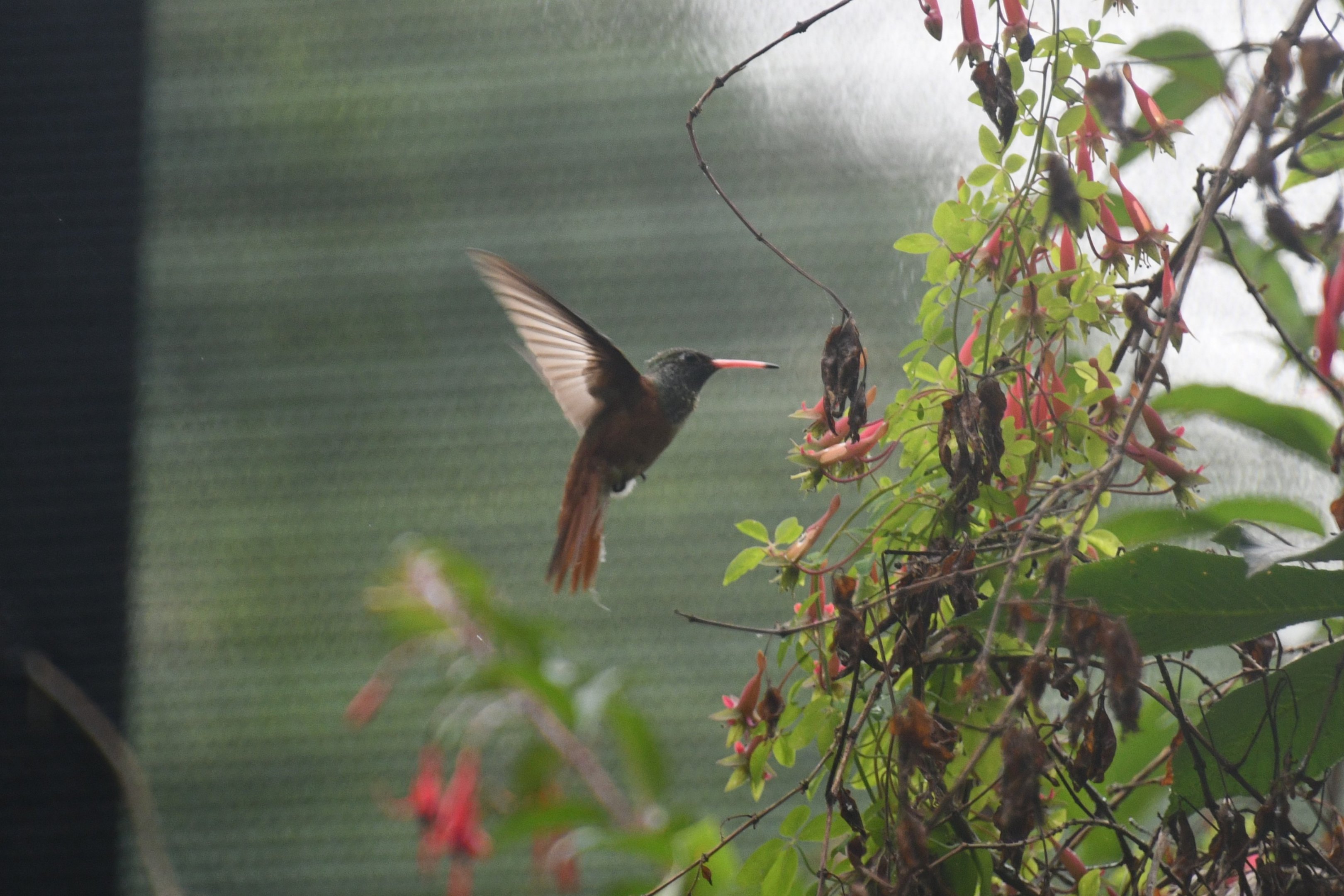 Emerald Hummingbird (Amazilia amazilia)
