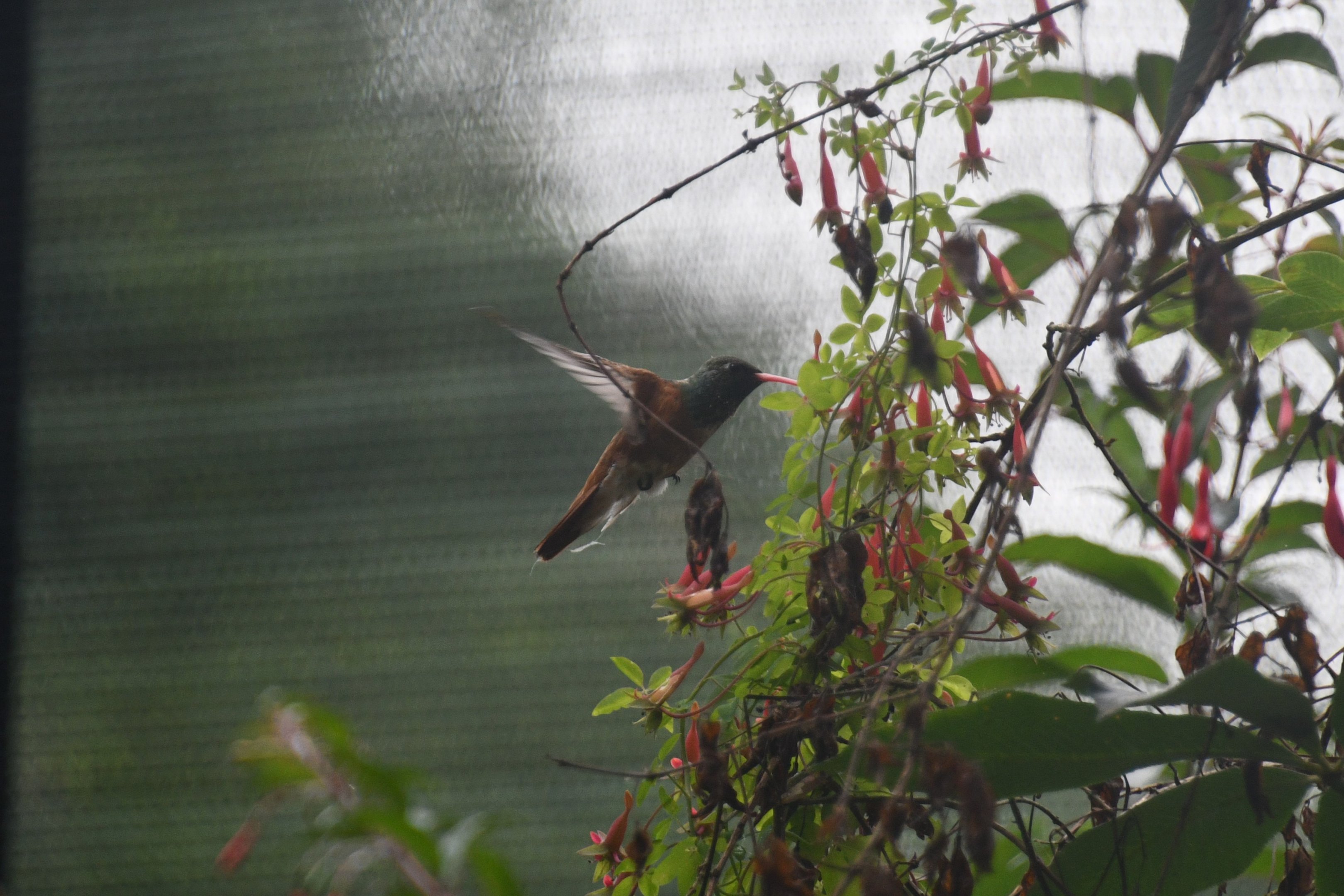 Emerald Hummingbird (Amazilia amazilia)