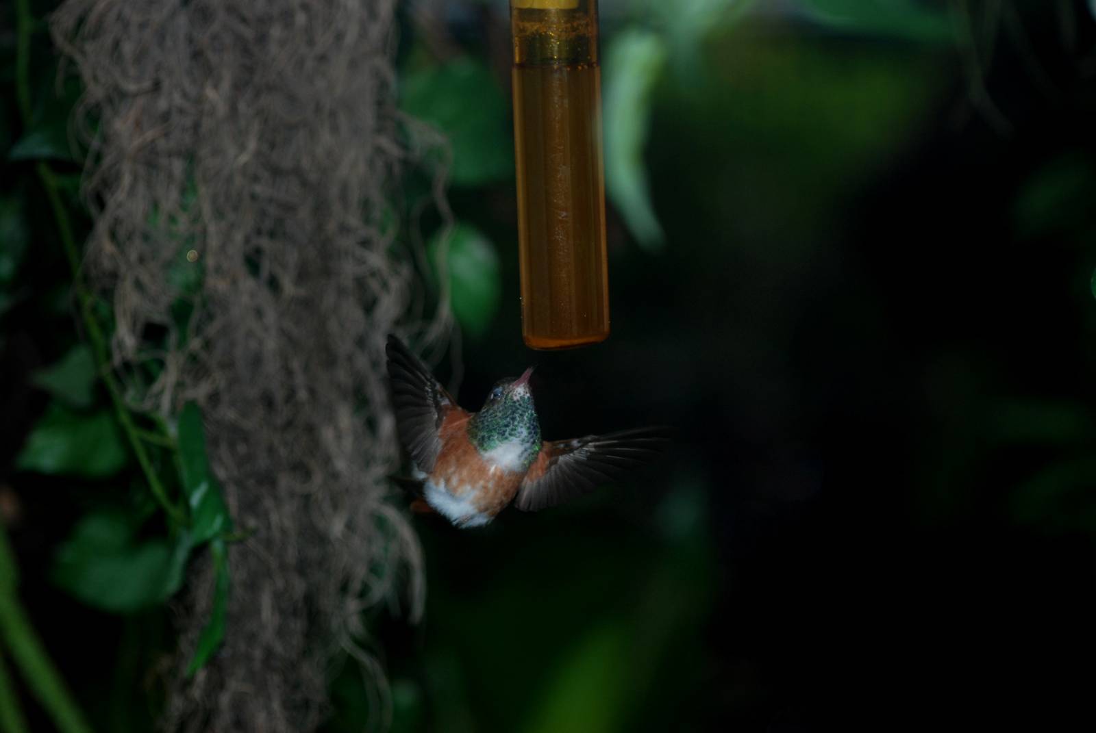 Emerald Hummingbird at Avifauna, 04/06/12