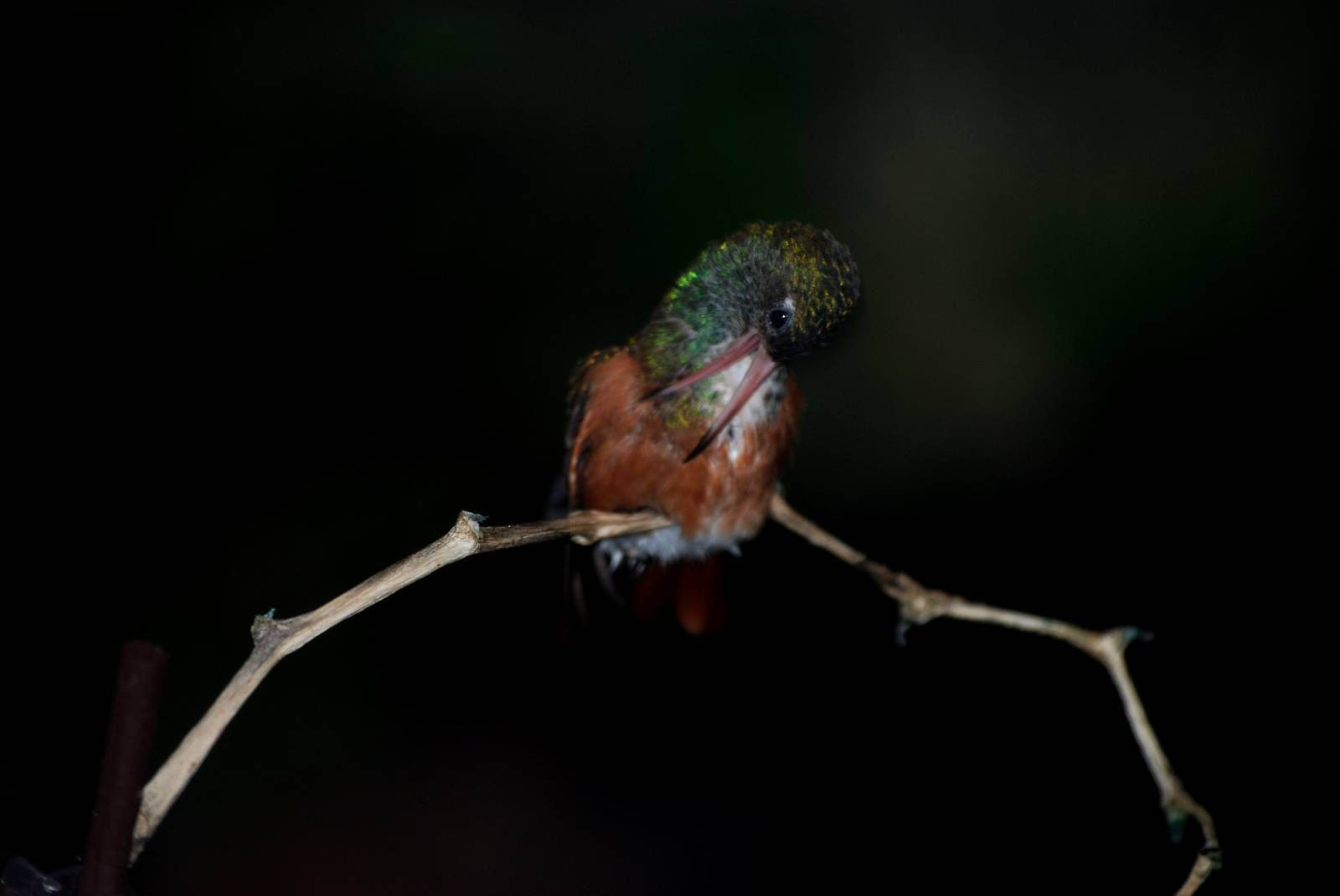 Emerald Hummingbird at Avifauna, 04/06/12
