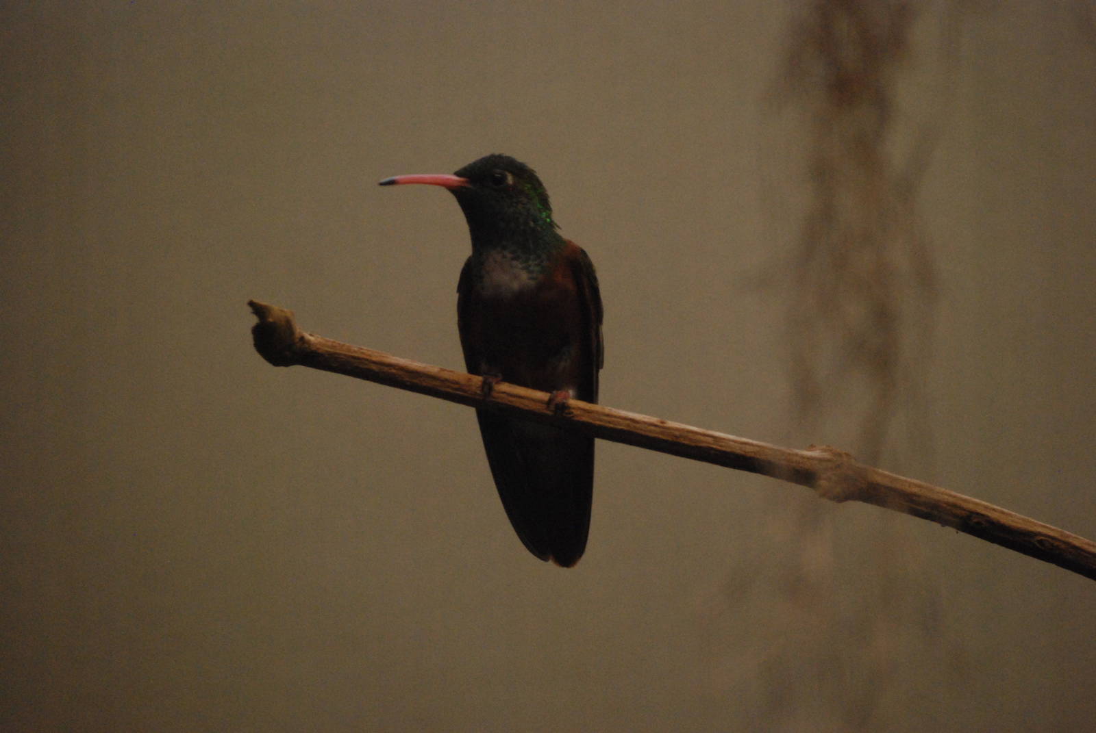 Emerald Hummingbird at London, 16/11/11