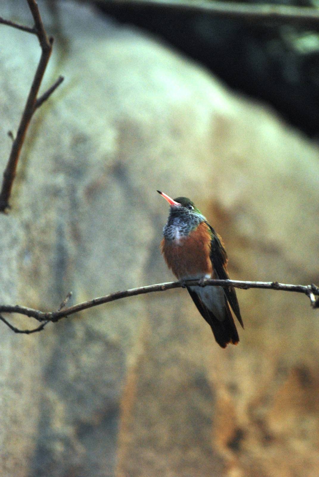 Emerald Hummingbird at Walsrode, 22/03/13