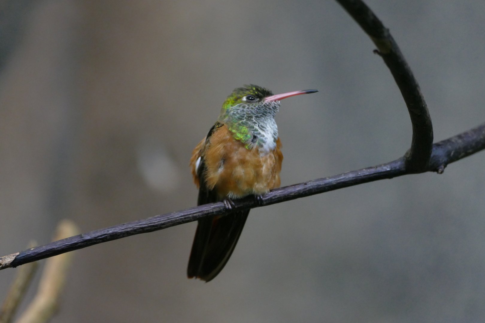 Emerald hummingbird