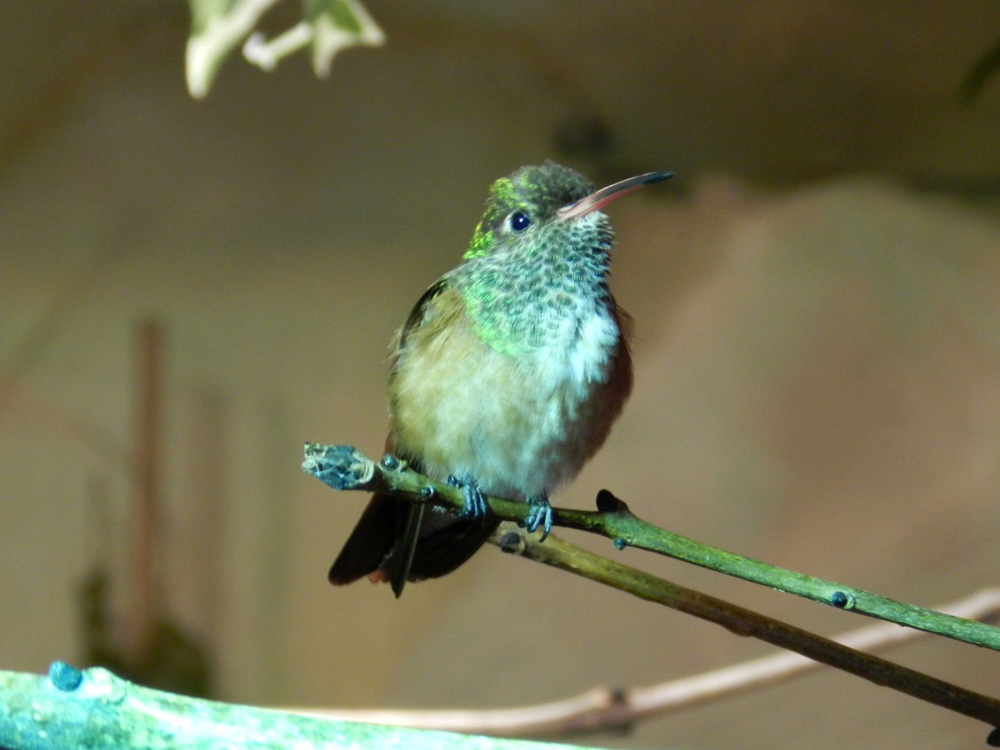 Emerald Hummingbird