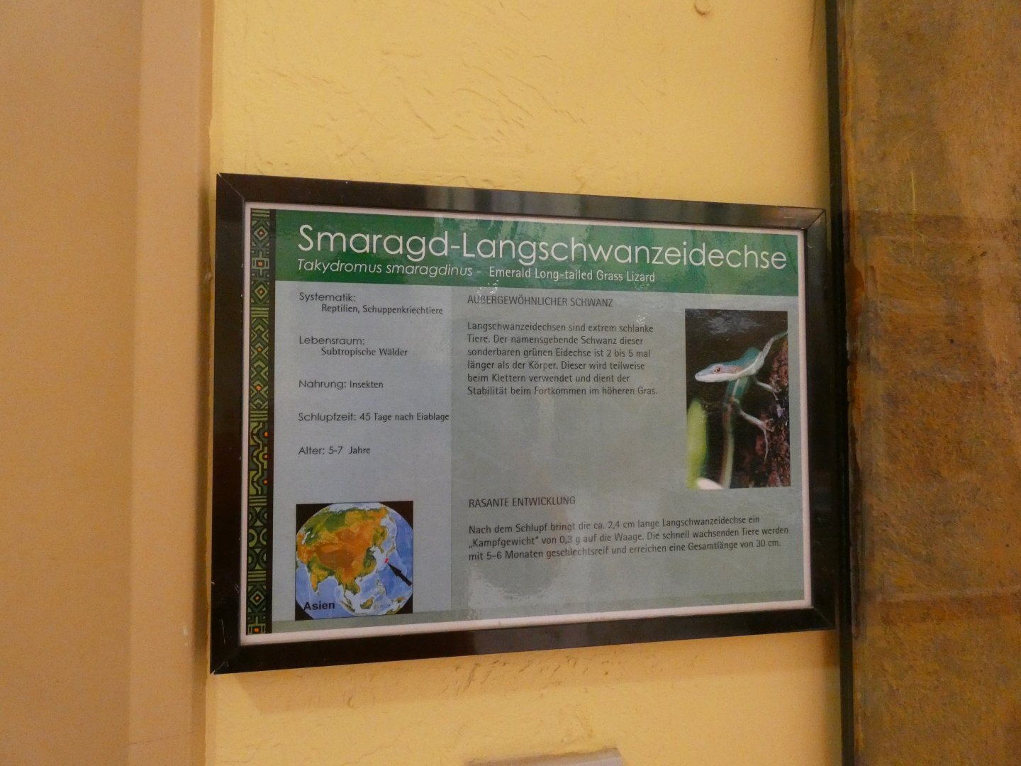 Emerald Long-tailed Lizard Signage