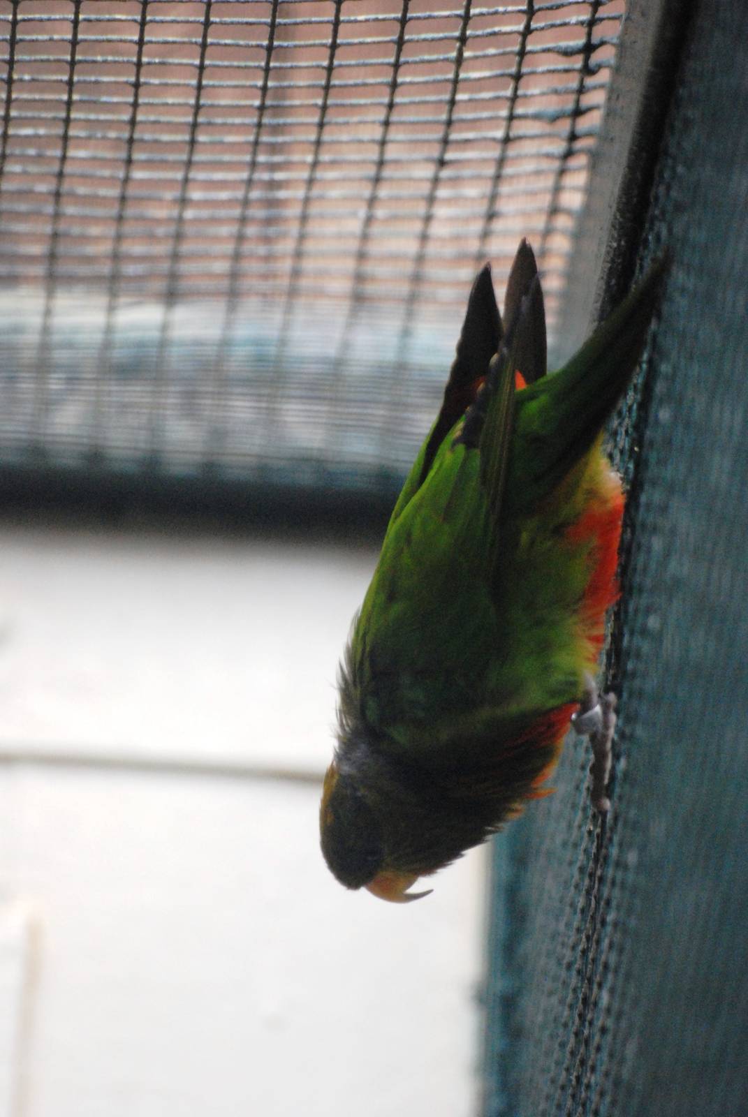 Emerald Lorikeet at Walsrode, 22/03/13