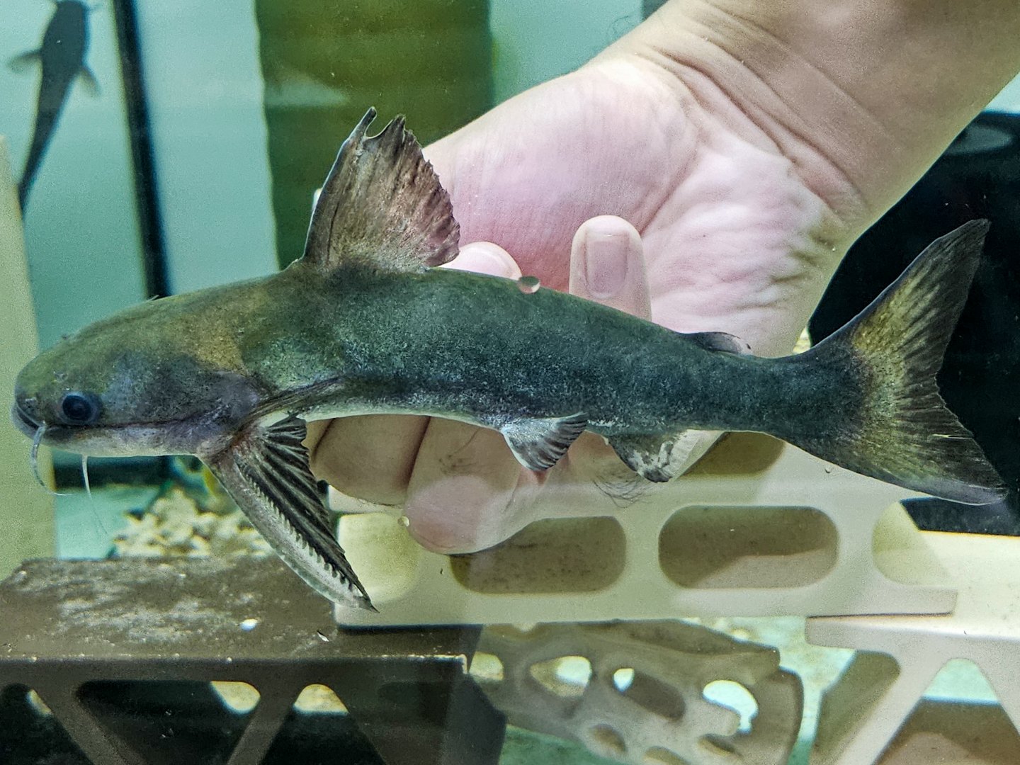 Emerald Megamouth Catfish (Tocantinsia piresi)