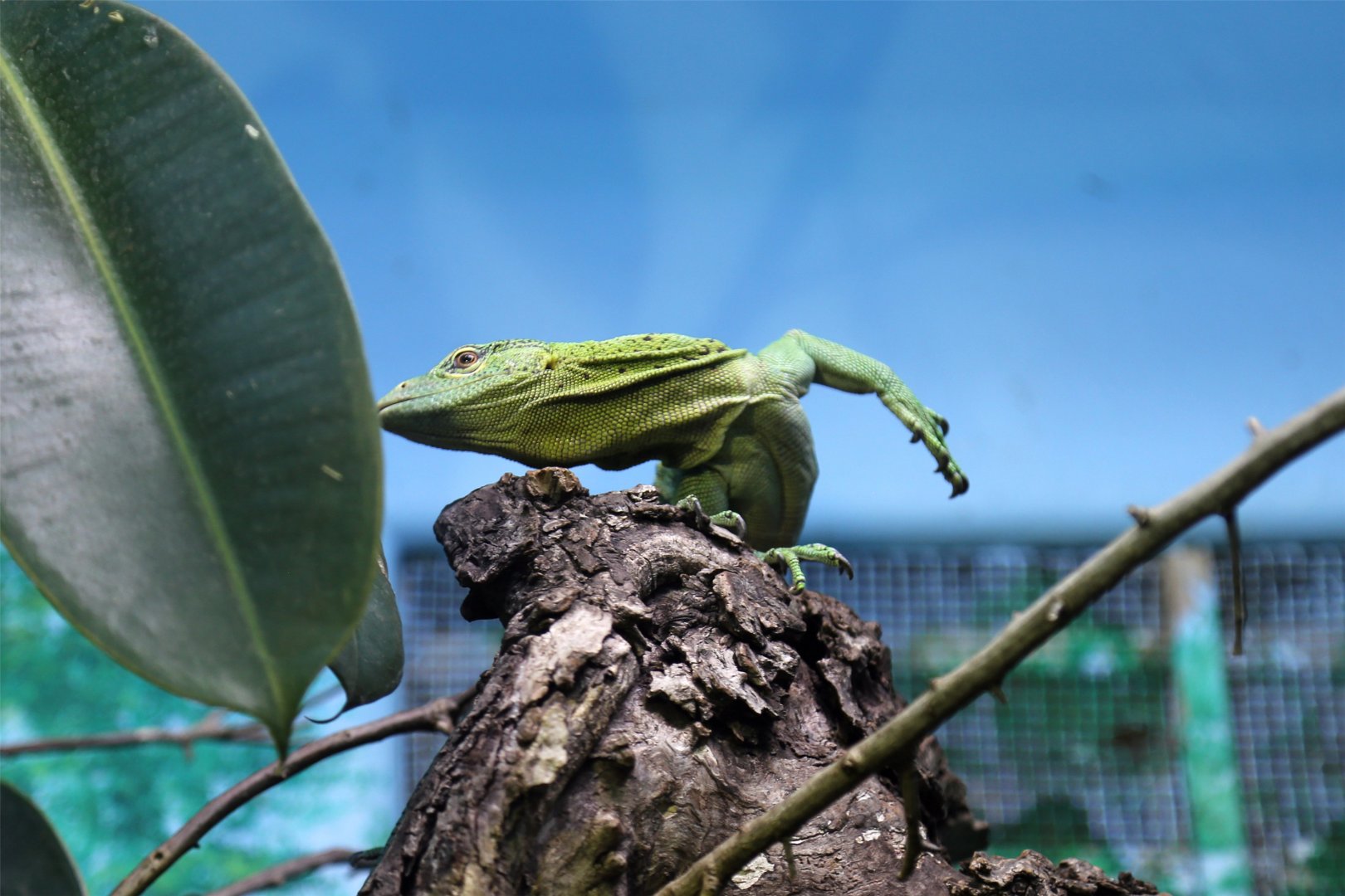 Emerald Monitor, December 2017