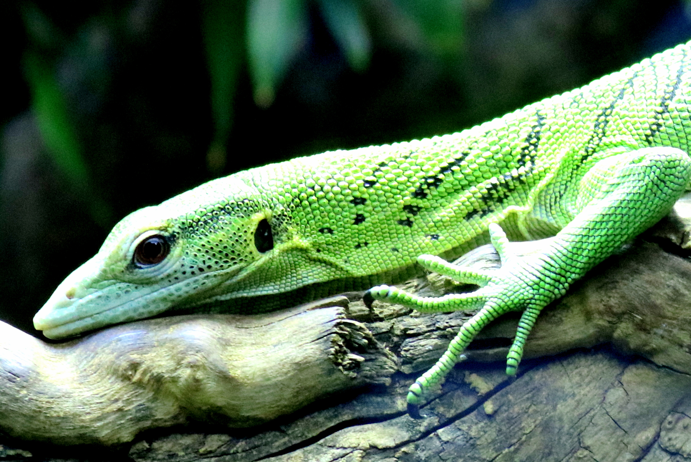 Emerald monitor; London Zoo; 6th January 2020