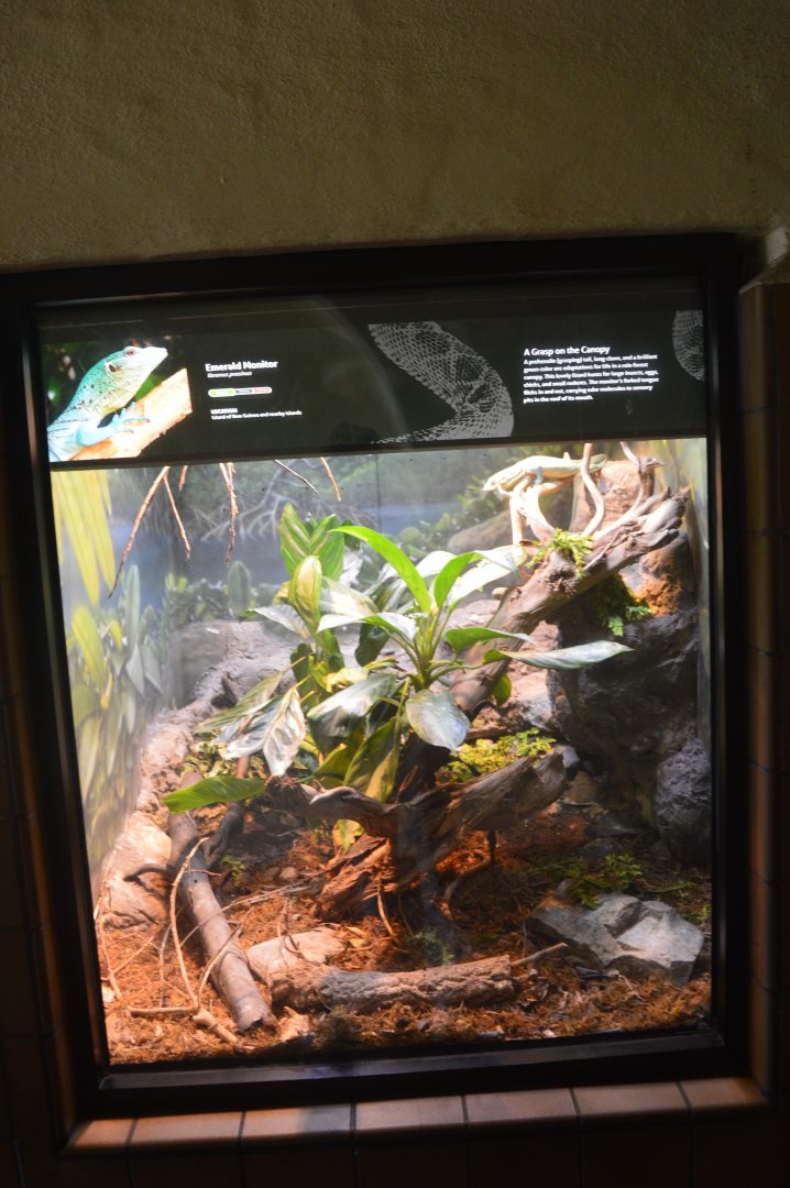 Emerald Monitor Terrarium