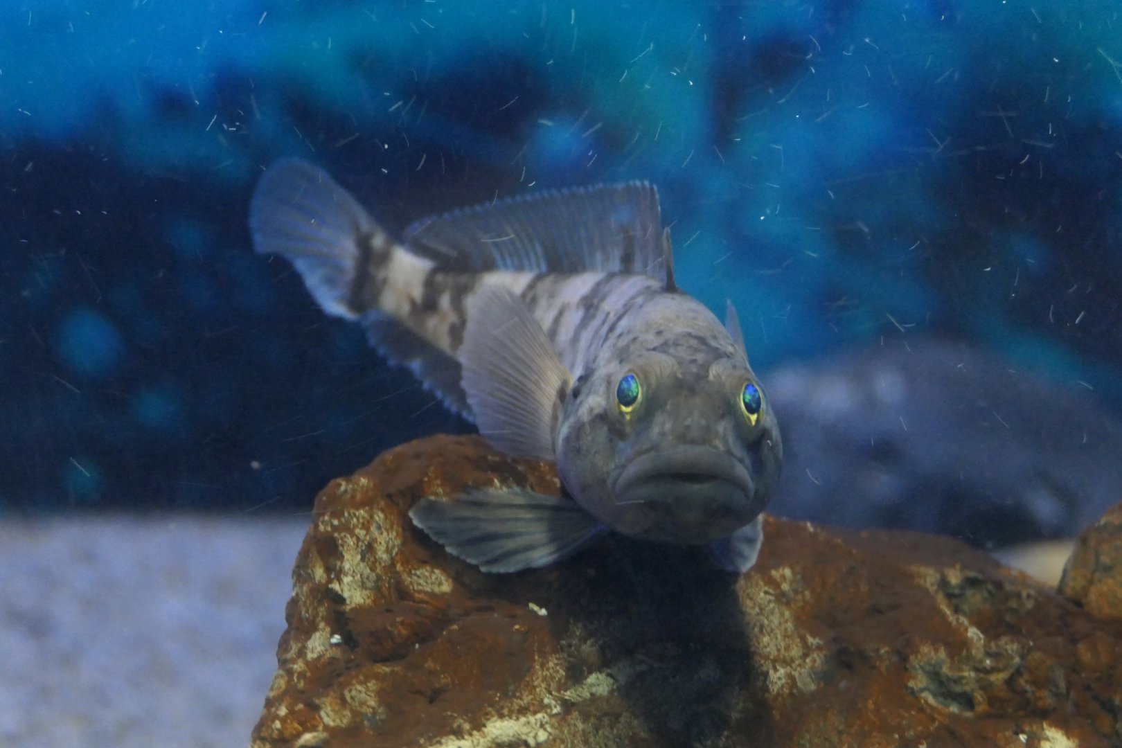 Emerald Notothen (Trematomus bernacchi)