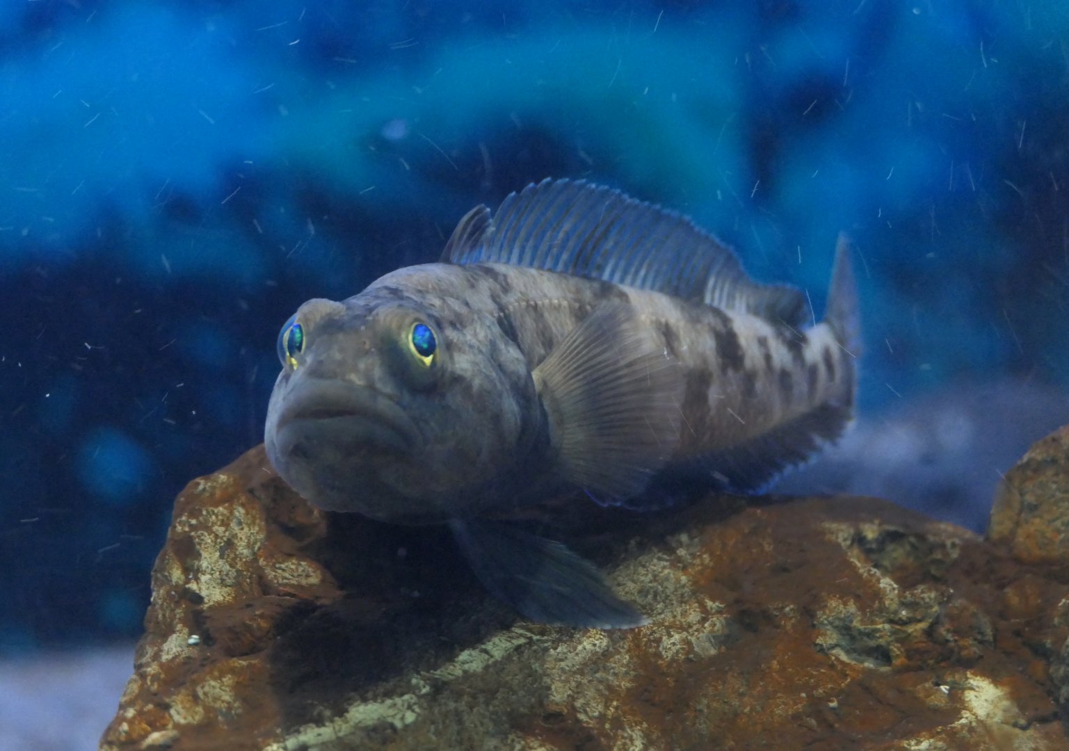Emerald Notothen (Trematomus bernacchi)