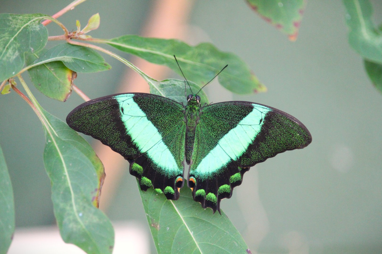 Emerald Peacock Swallowtail
