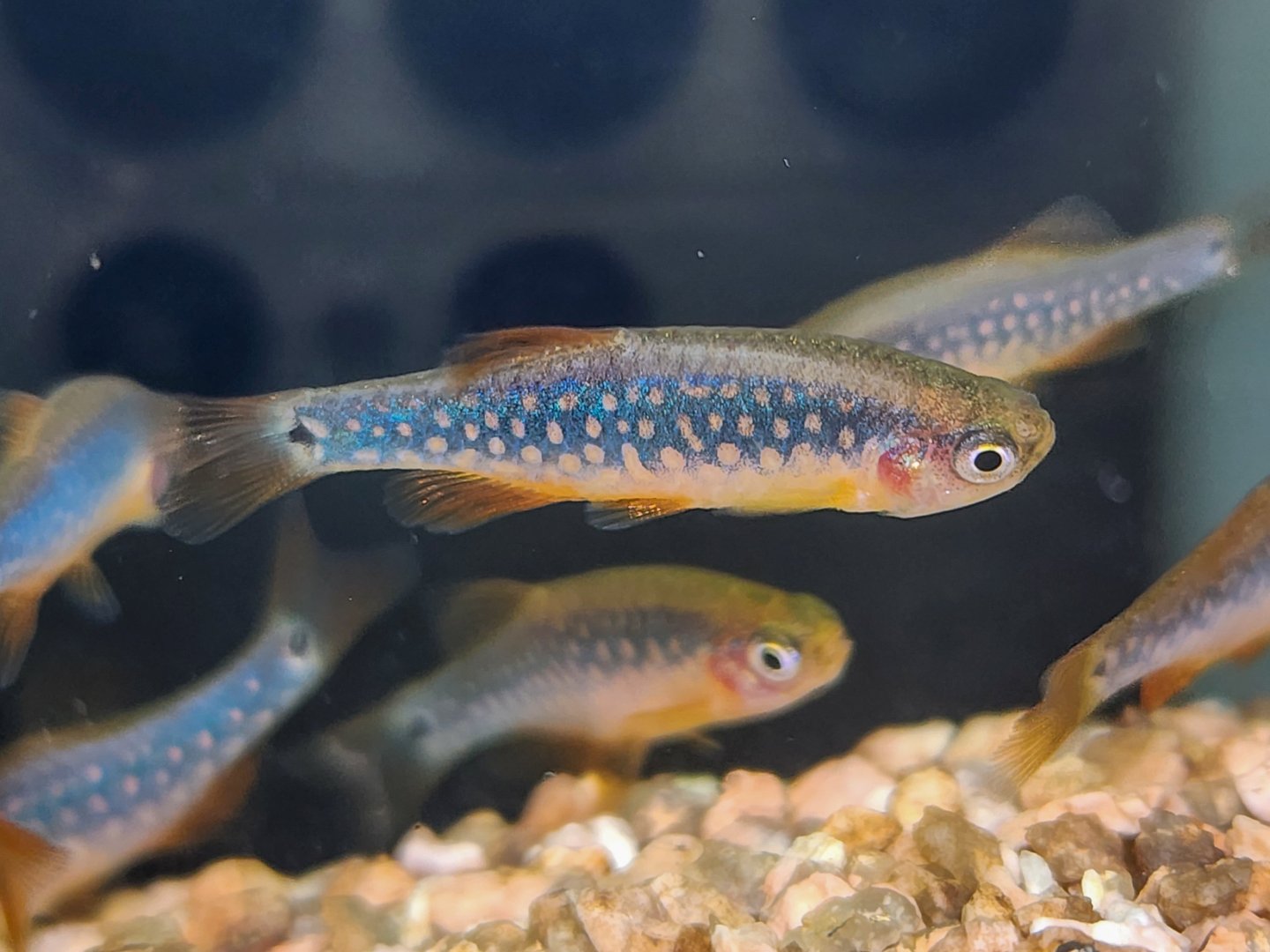 Emerald Pearl Danio (Danio erythromicron x D. margaritatus)