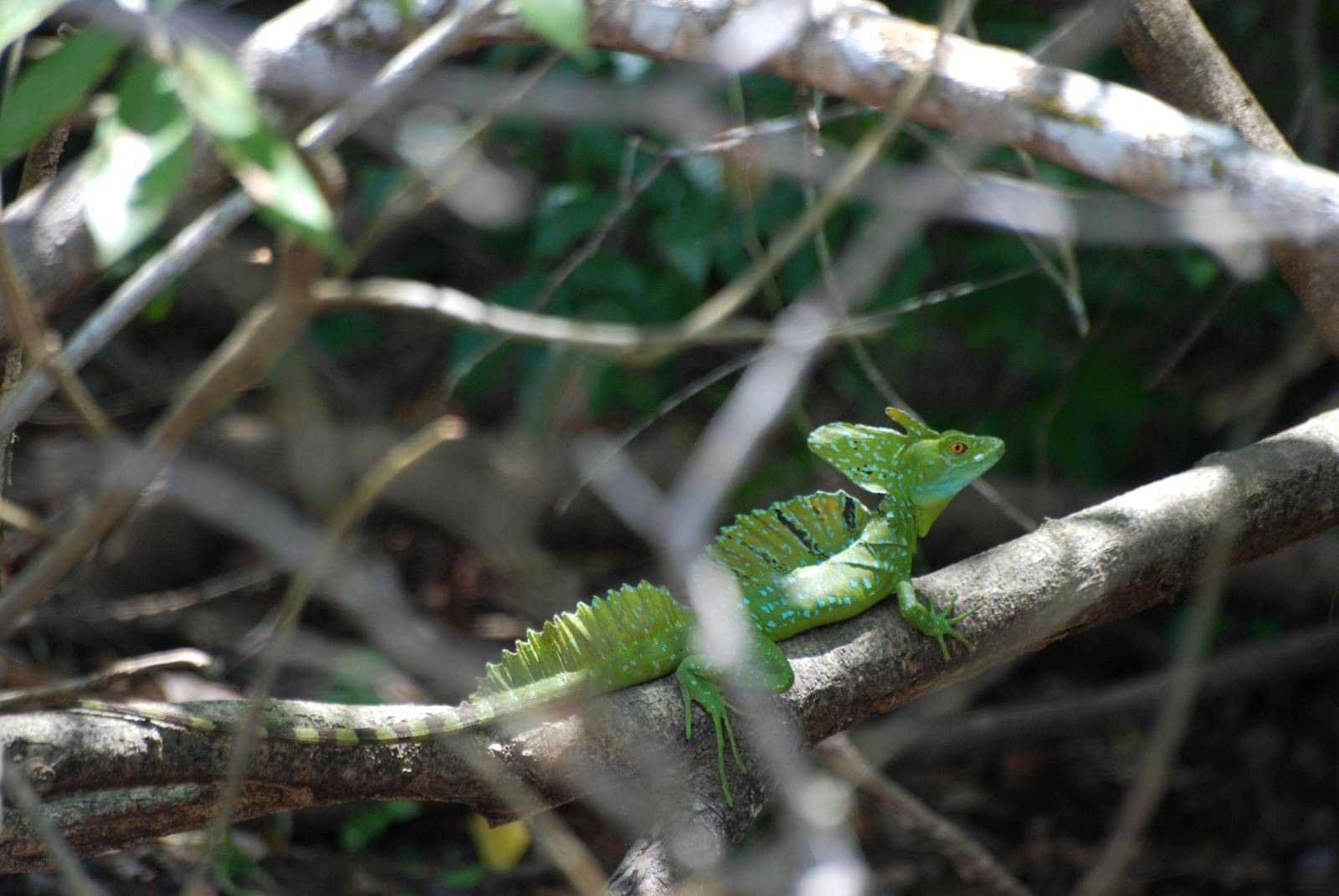 Emerald (Plumed) Basilisk in Ca?o Negro, 17/04/14