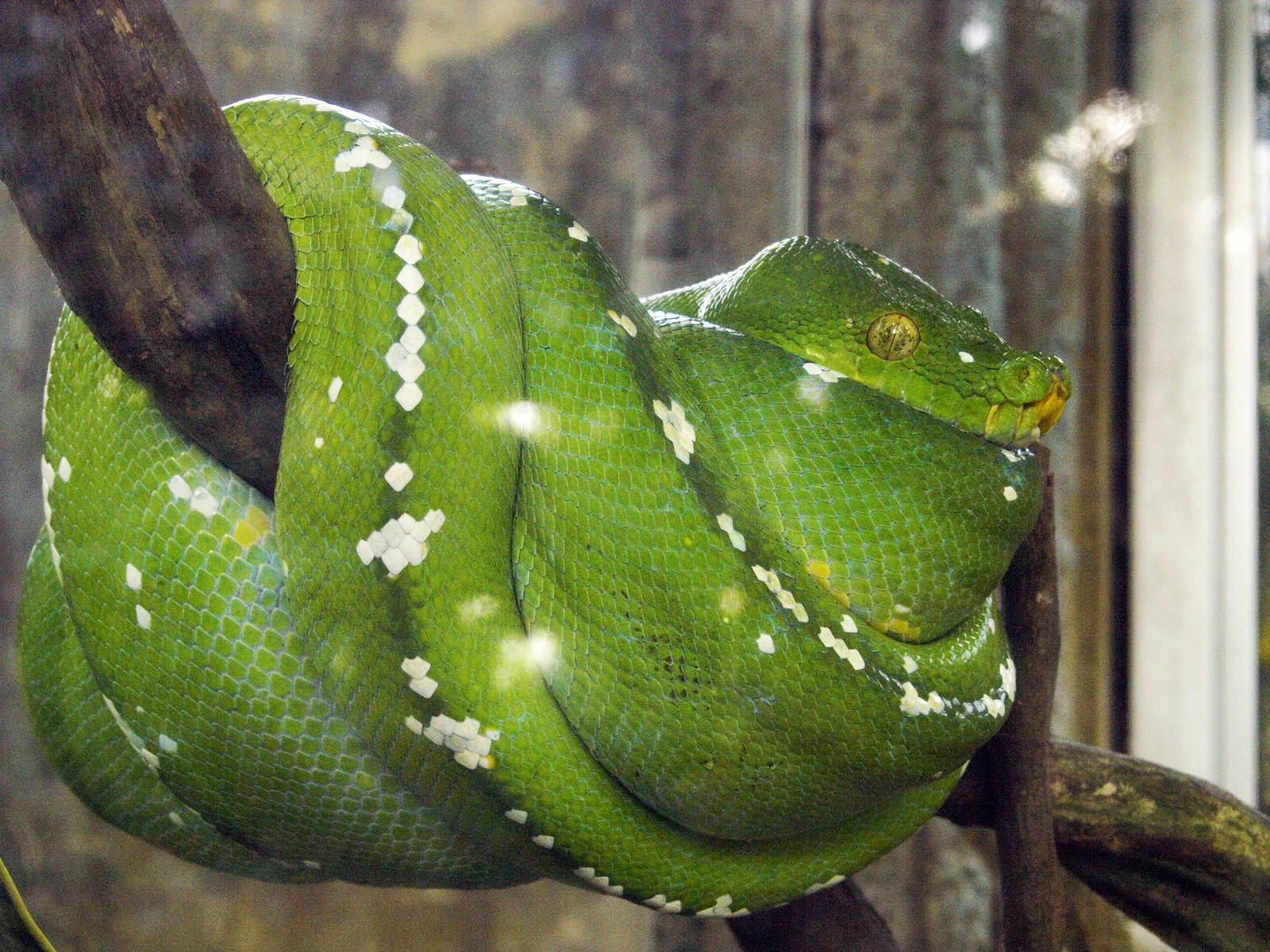 Emerald python