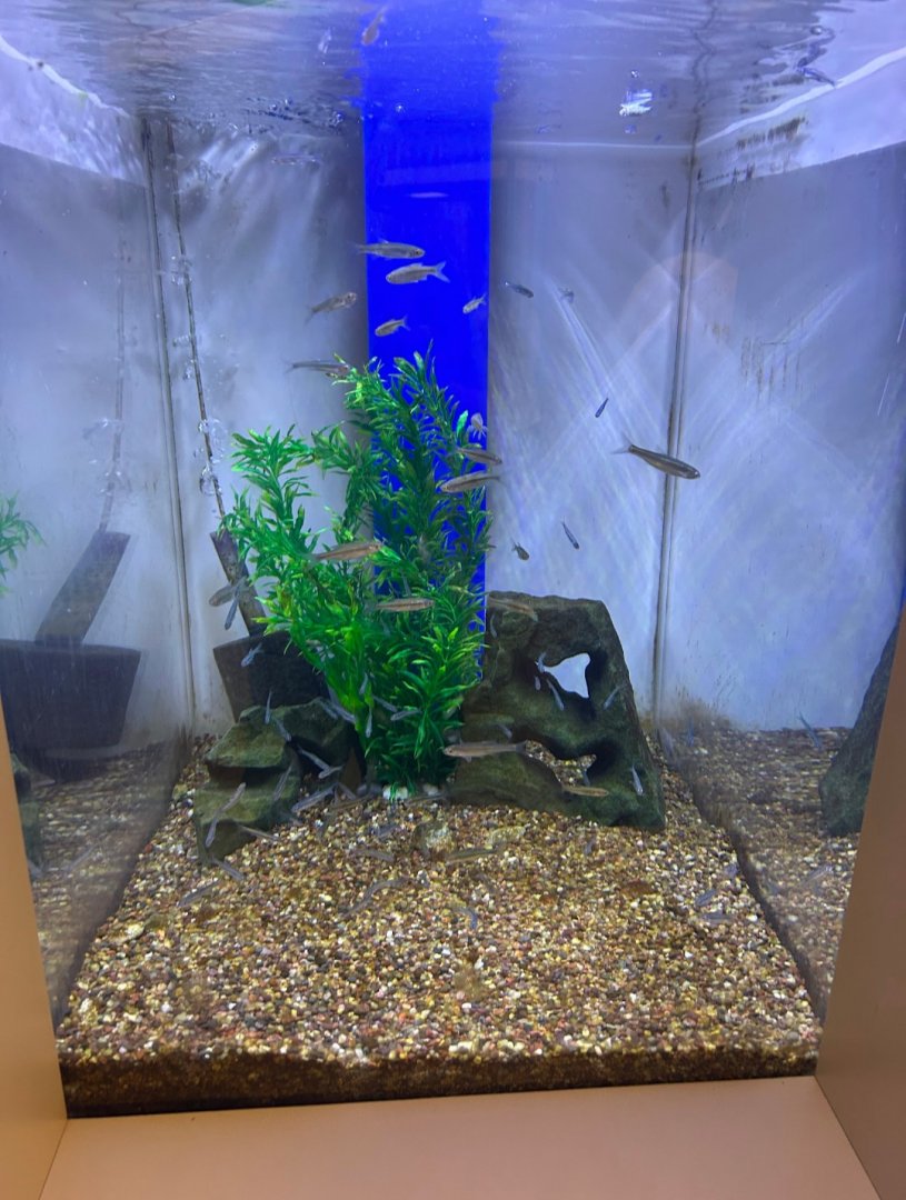 Emerald(?) Shiners (Lake Erie Metropark Marshland Museum, 9/21/25)