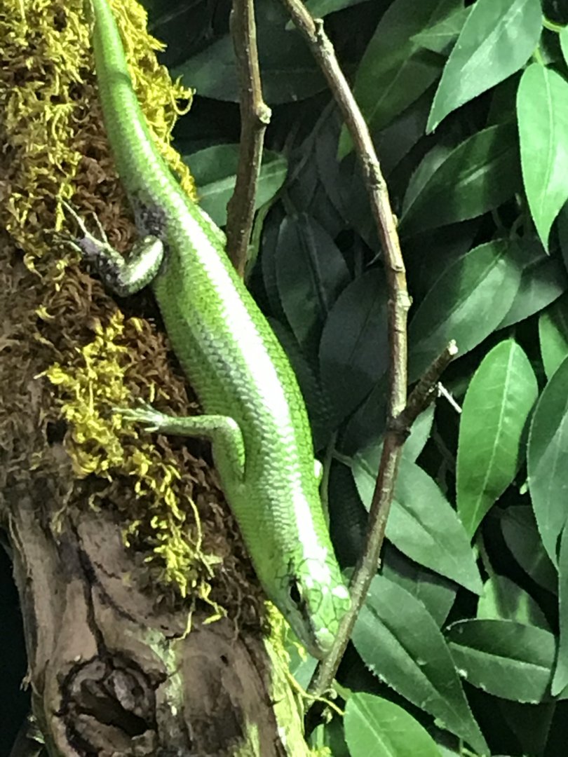 Emerald skink 071019