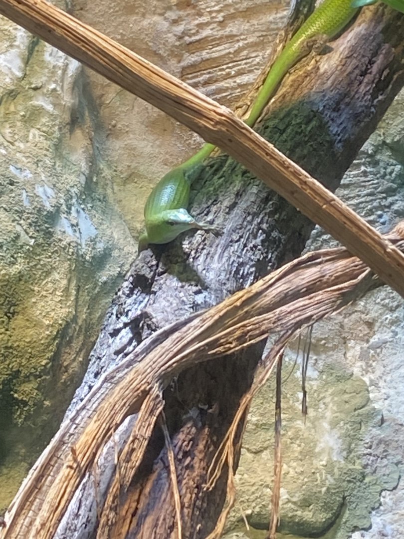 Emerald skink 150725