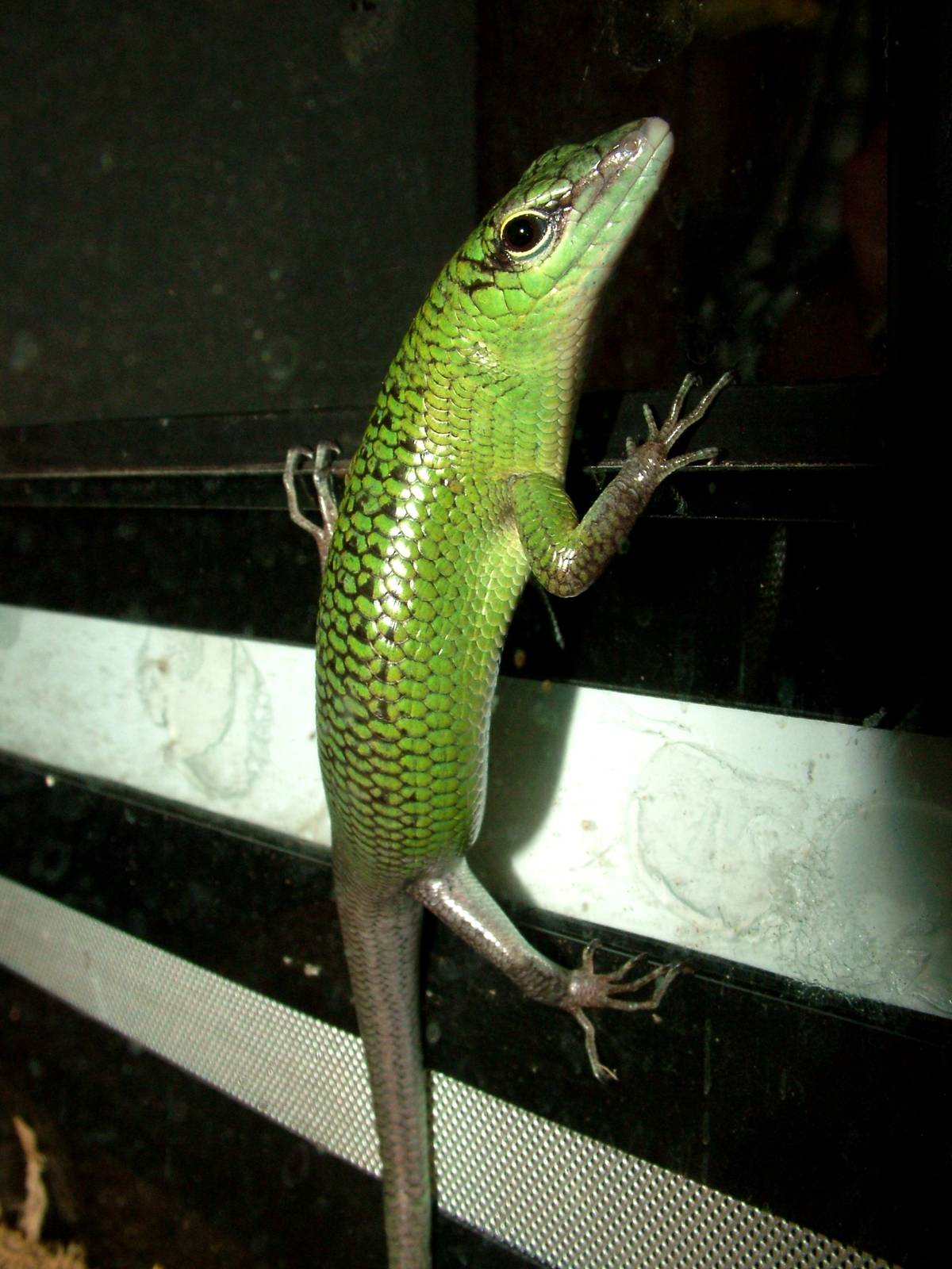 Emerald Skink at Prague Terrarium, 26/08/12