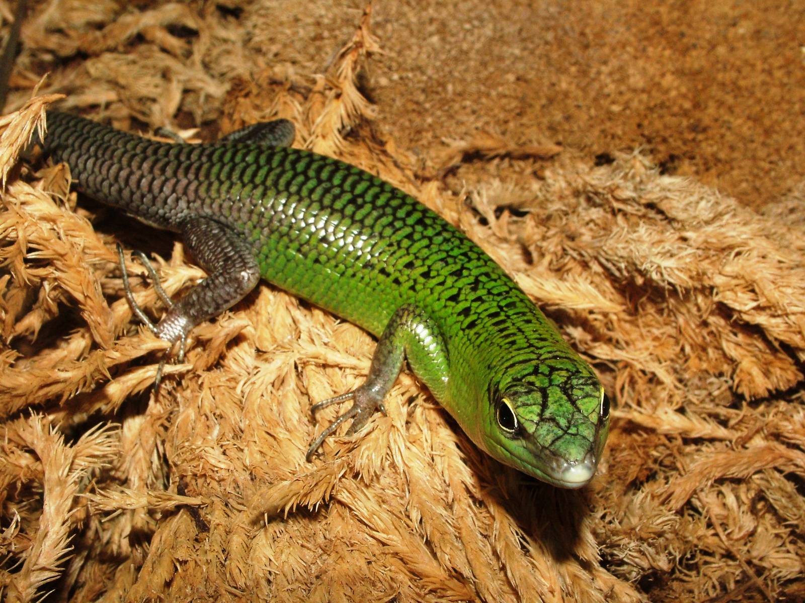 Emerald Skink at Prague Terrarium, 26/08/12