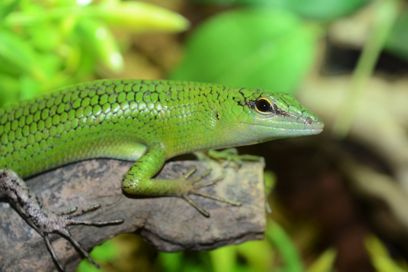 Emerald skink (Lamprolepis smaragdina)