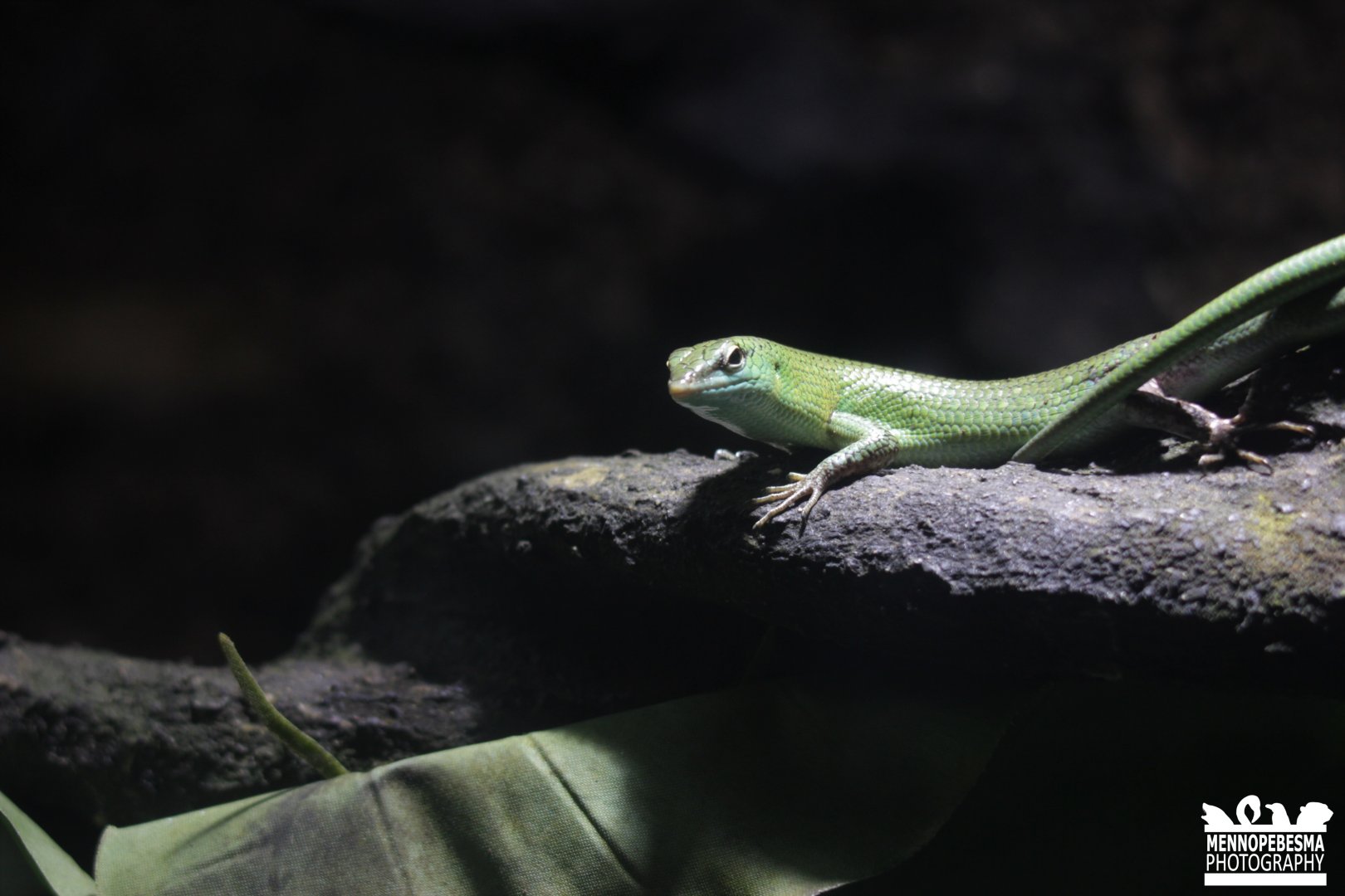 Emerald skink (Lamprolepis smaragdina)