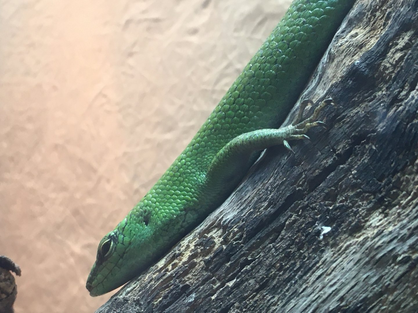 Emerald Skink (Lamprolepis smaragdina)