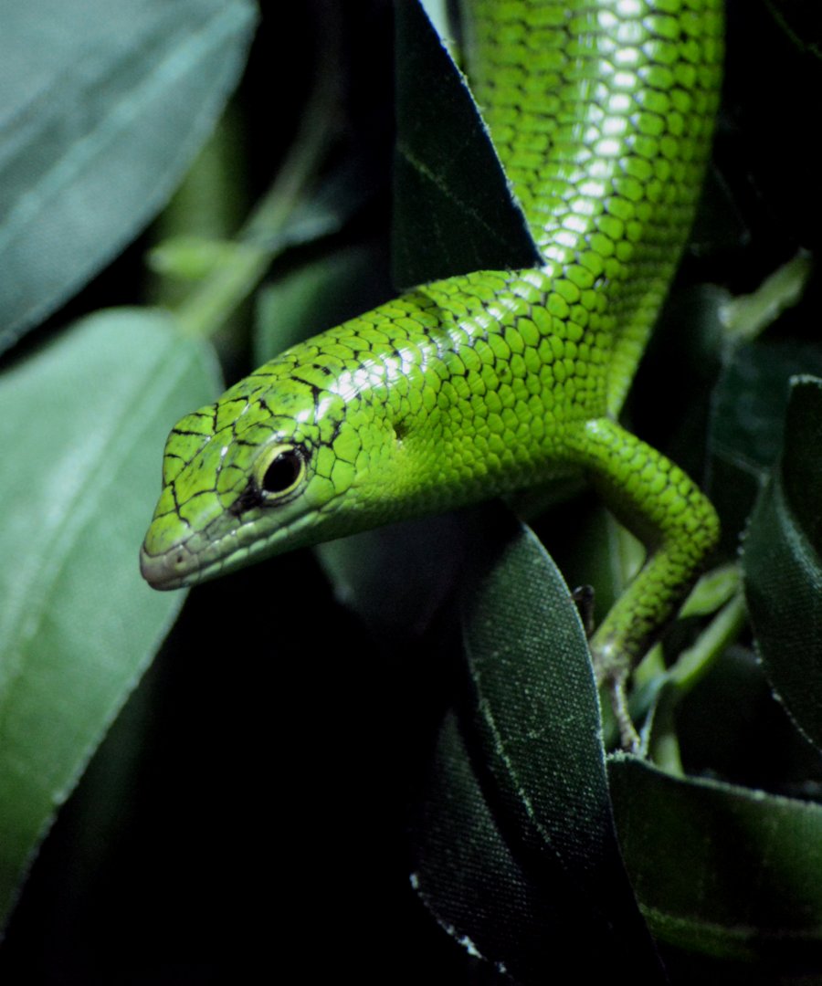 emerald skink